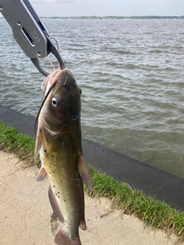 アメリカナマズの釣果