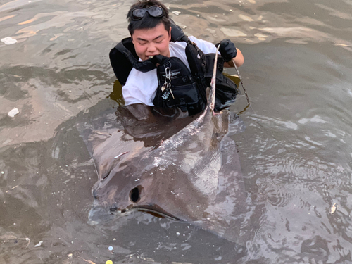 ナルトビエイの釣果