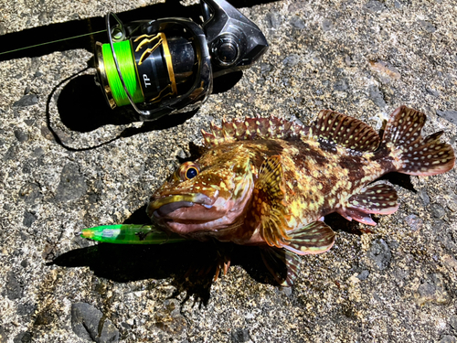 カサゴの釣果