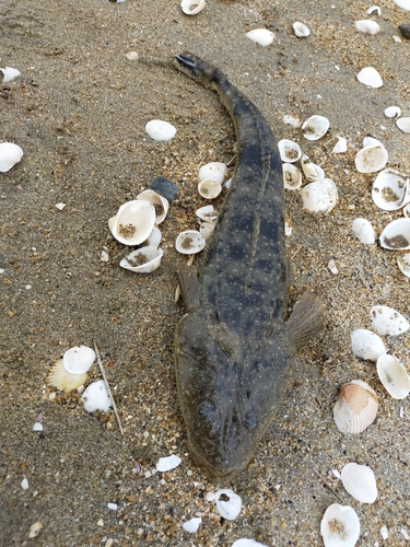 マゴチの釣果