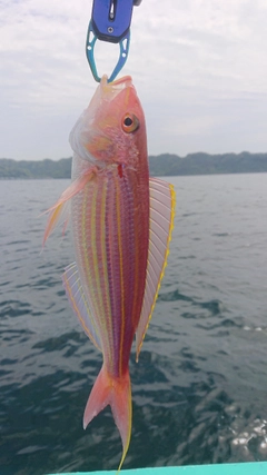 イトヨリダイの釣果