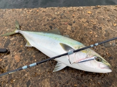 メジロの釣果