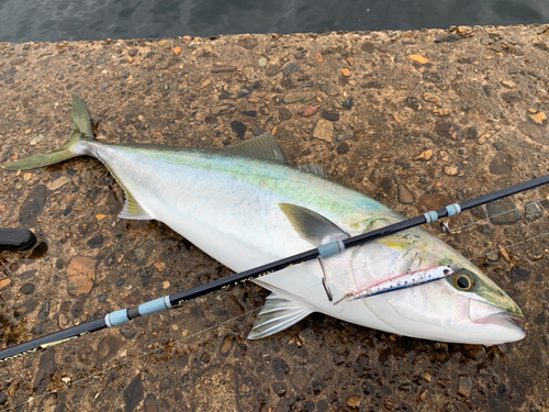 メジロの釣果