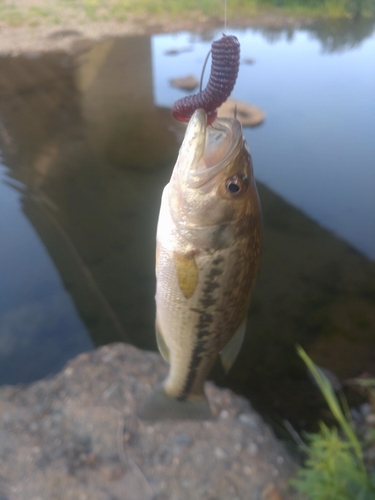 ラージマウスバスの釣果