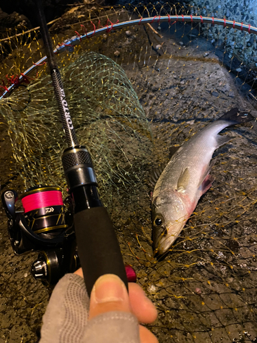 セイゴ（マルスズキ）の釣果