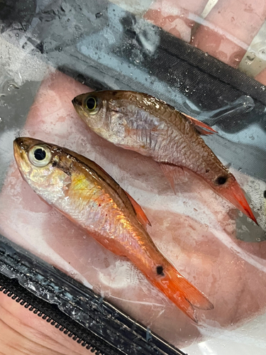 ネンブツダイの釣果