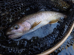 エゾイワナの釣果