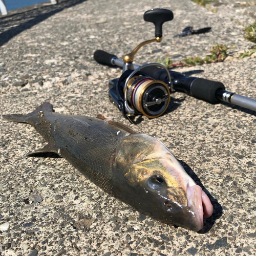 ウグイの釣果