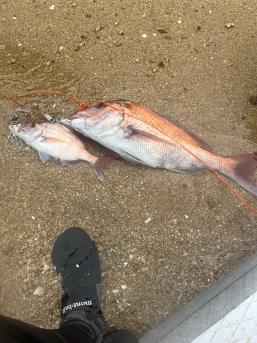 タイの釣果