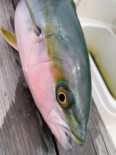 ハマチの釣果