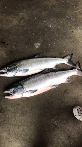 アキアジの釣果