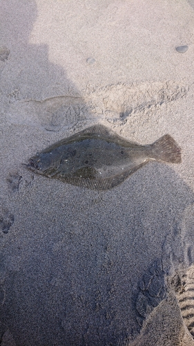 ヒラメの釣果