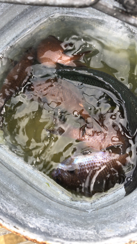 メジナの釣果