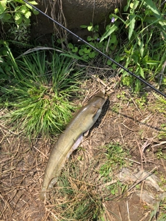 ナマズの釣果