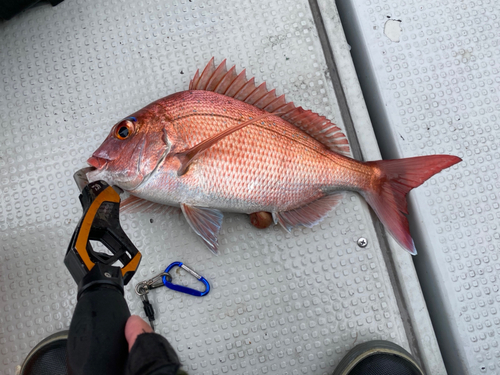 マダイの釣果