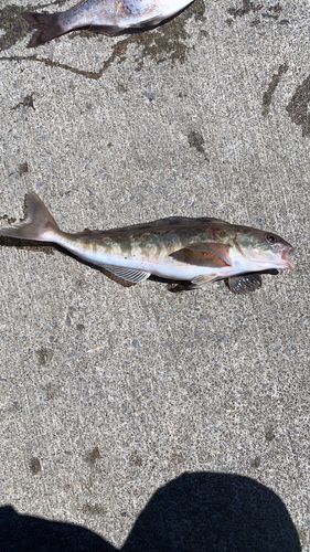 ホッケの釣果