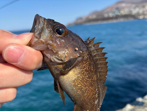 ガヤの釣果