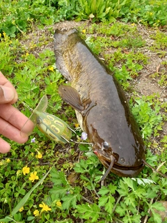 マナマズの釣果
