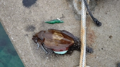 コウイカの釣果