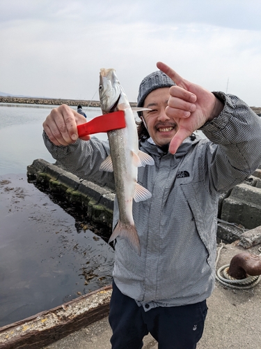 ウグイの釣果