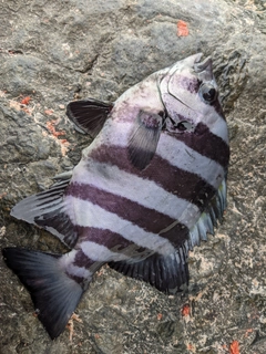 イシダイの釣果