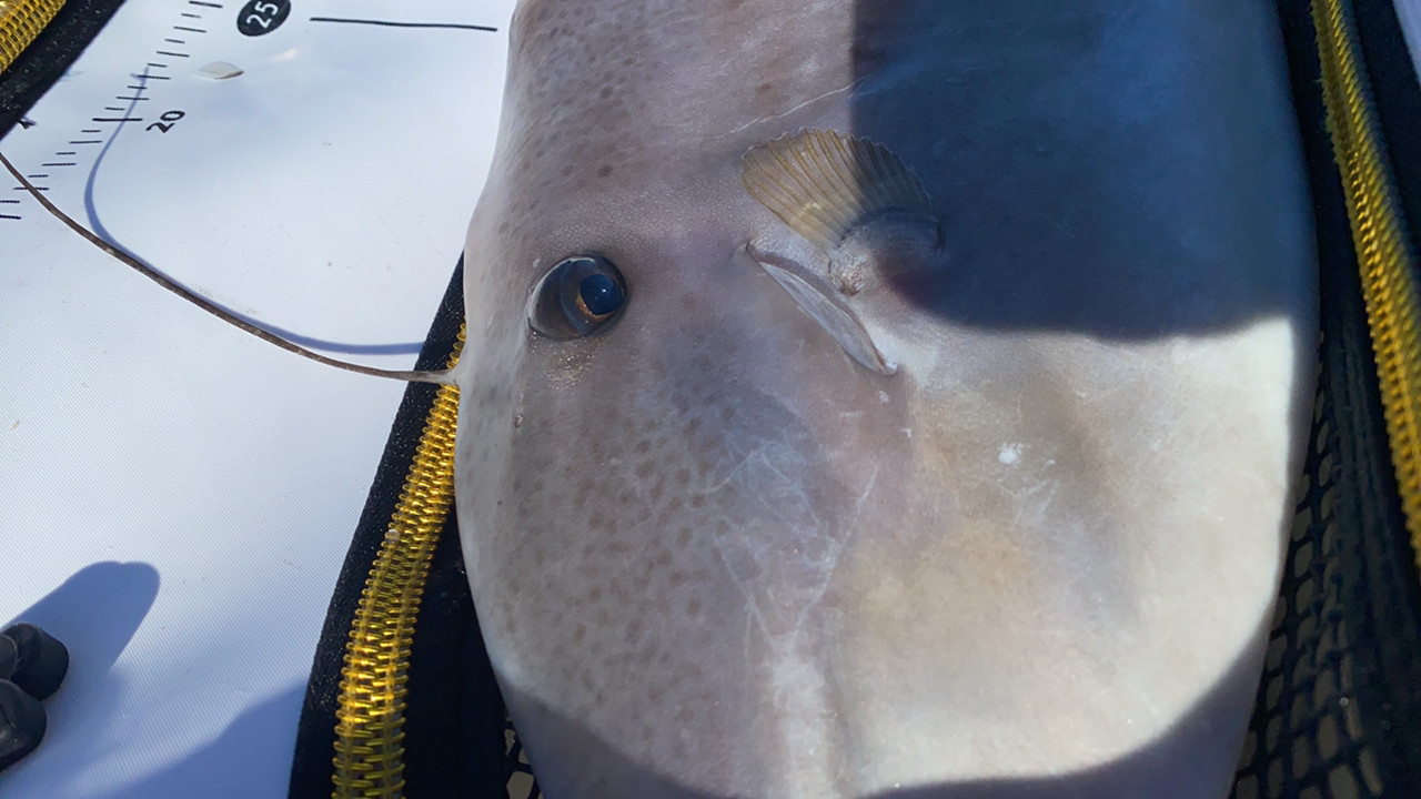 クチブトグレ