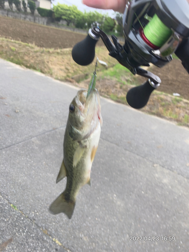 ブラックバスの釣果