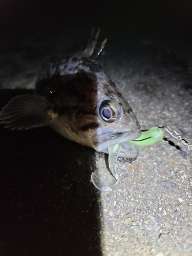 クロソイの釣果