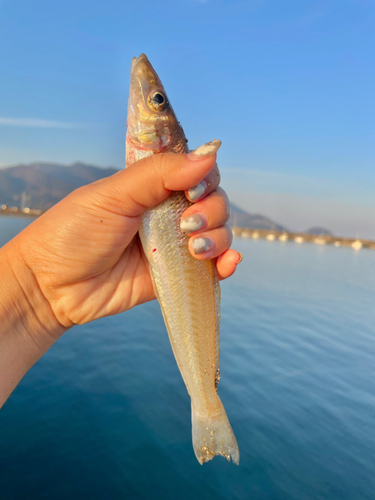 キスの釣果