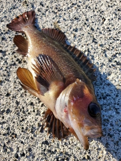 エゾメバルの釣果