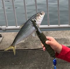 コノシロの釣果