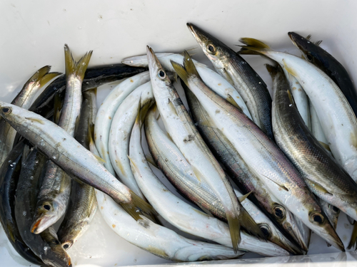 カマスの釣果