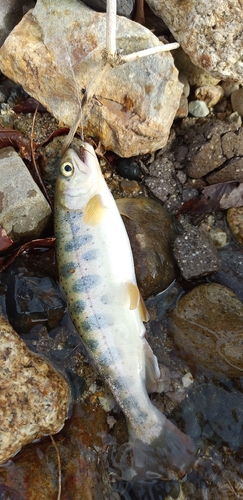 アマゴの釣果