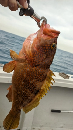 キジハタの釣果