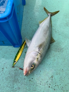 ハマチの釣果