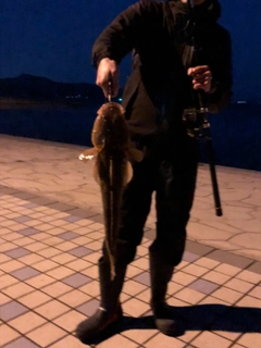 マゴチの釣果