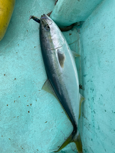 ブリの釣果