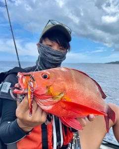 ヒメフエダイの釣果