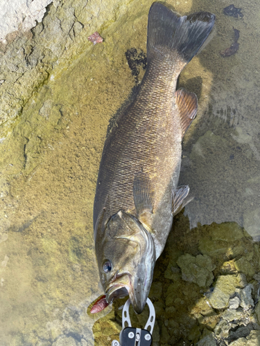 スモールマウスバスの釣果