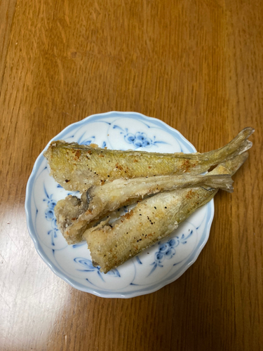 シロギスの釣果