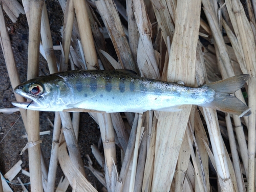 ヤマメの釣果