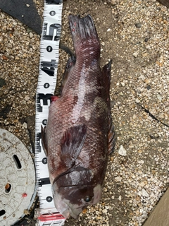 コブダイの釣果