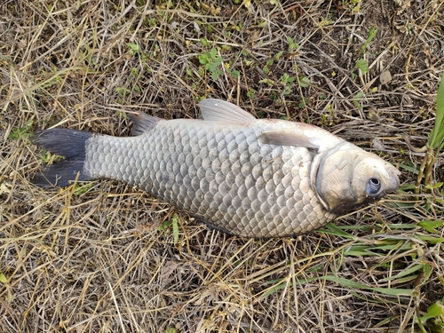 コイの釣果