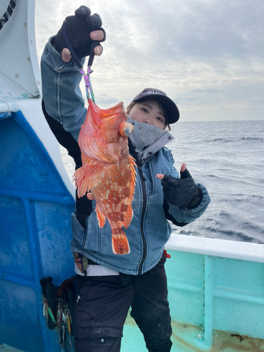 ウッカリカサゴの釣果