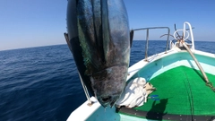 ビンチョウマグロの釣果