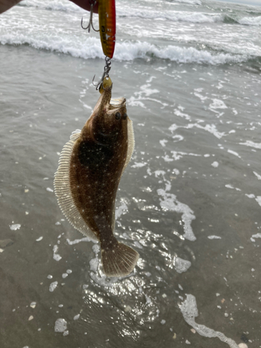 ソゲの釣果