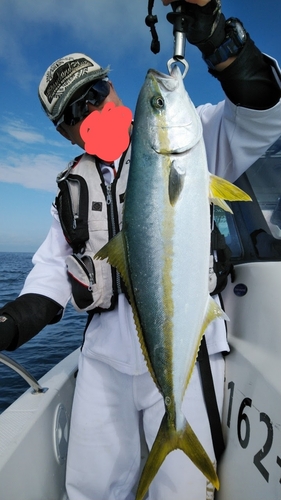 ヒラマサの釣果