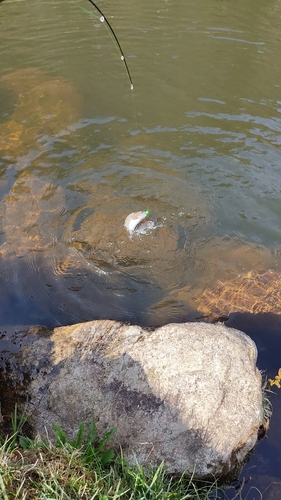 ニジマスの釣果