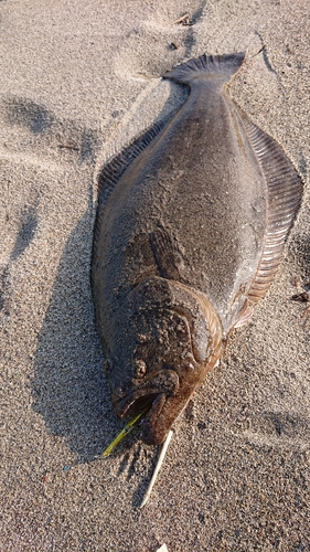 ヒラメの釣果