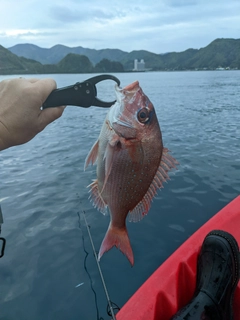 マダイの釣果